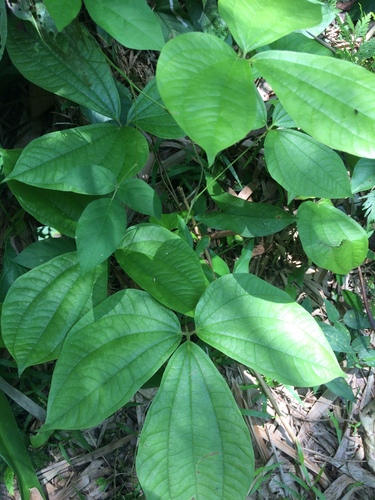 Yam (Dioscorea hispida)