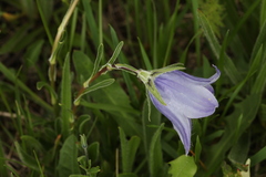 Campanula tridentata biebersteiniana