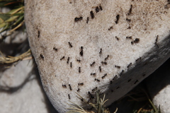 Pheidole foreli