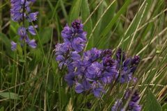 Polygala caucasica