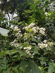 Montanoa guatemalensis
