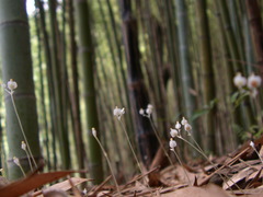 Burmannia nepalensis