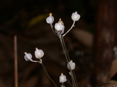 Burmannia nepalensis