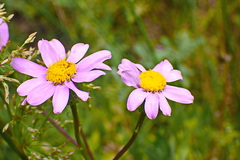 Senecio glastifolius