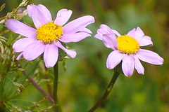 Senecio glastifolius