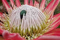 Trichostetha fascicularis