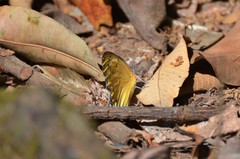 Belenois thysa thysa