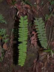 Adiantum edgeworthii