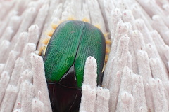 Trichostetha fascicularis