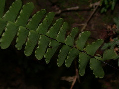 Adiantum edgeworthii