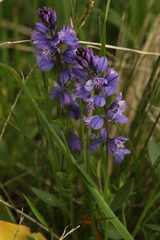 Polygala caucasica