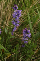 Polygala caucasica