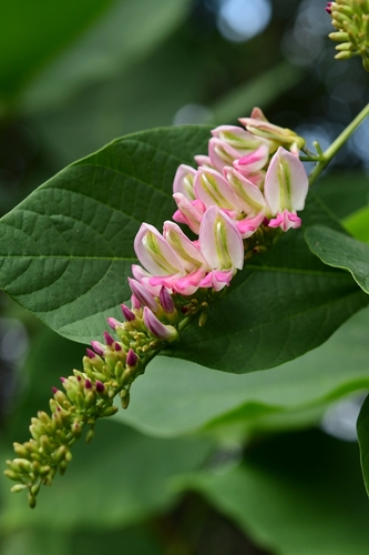 Haymondia wallichii, 2019-12-31