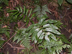 Dryopteris pseudosieboldii