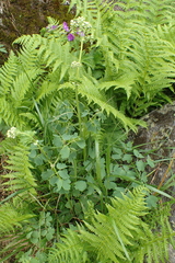 Thalictrum aquilegiifolium