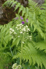 Thalictrum aquilegiifolium