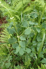 Thalictrum aquilegiifolium