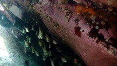 Pempheris compressa