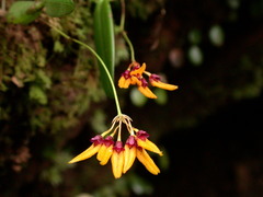 Bulbophyllum retusiusculum