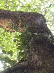 Bulbophyllum retusiusculum