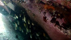 Pempheris compressa