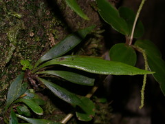 Antrophyum parvulum