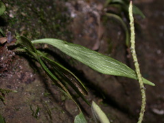 Antrophyum parvulum