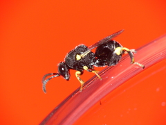 Brachymeria tibialis