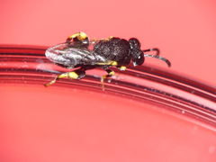 Brachymeria tibialis