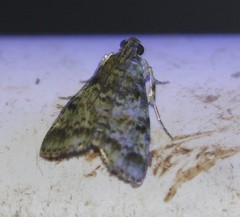Stericta chlorophoena