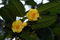 Camellia petelotii