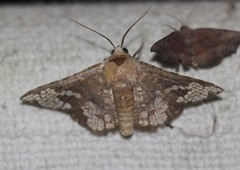 Canaea hyalospila
