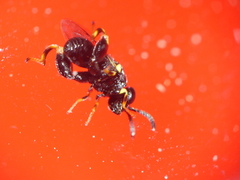 Brachymeria tibialis