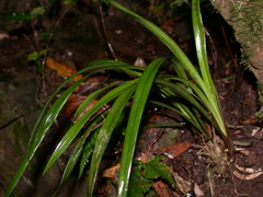Cymbidium ensifolium