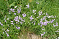 Viola cornuta