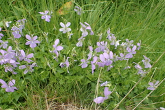 Viola cornuta