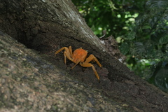 Circulium rotundatum