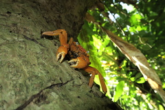 Circulium rotundatum