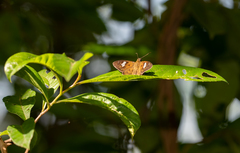 Celaenorrhinus asmara