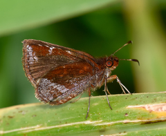 Ginungagapus ranesus