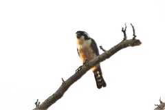 Microhierax fringillarius