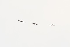 Hirundapus giganteus