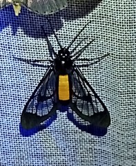 Cosmosoma stibosticta