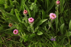 Erigeron caucasicus venustus
