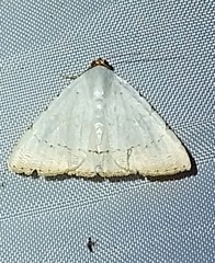 Eulepidotis alabastraria