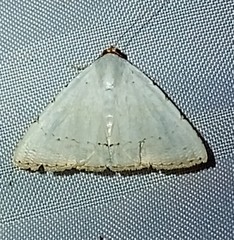 Eulepidotis alabastraria