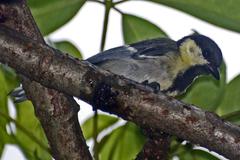 Parus cinereus