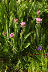 Cirsium simplex