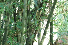 Orthotomus atrogularis