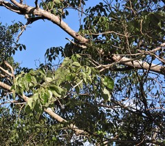 Handroanthus heptaphyllus